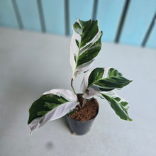 Load image into Gallery viewer, #7 Calathea White Fusion