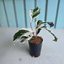 Load image into Gallery viewer, #7 Calathea White Fusion