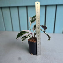 Load image into Gallery viewer, #7 Calathea White Fusion