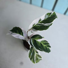 Load image into Gallery viewer, #7 Calathea White Fusion