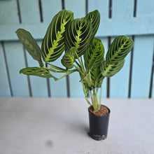 Load image into Gallery viewer, #22 Maranta Lemon Lime