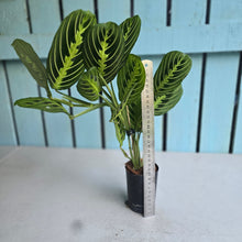 Load image into Gallery viewer, #22 Maranta Lemon Lime