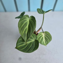 Load image into Gallery viewer, #P60 Philodendron Tinkle Bell 'Miniature'