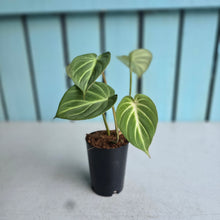 Load image into Gallery viewer, #P60 Philodendron Tinkle Bell 'Miniature'