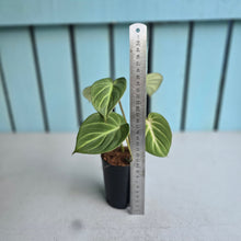 Load image into Gallery viewer, #P60 Philodendron Tinkle Bell 'Miniature'