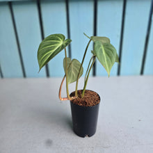 Load image into Gallery viewer, #P60 Philodendron Tinkle Bell 'Miniature'