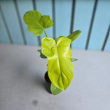 Load image into Gallery viewer, #HB Philodendron Golden Violon