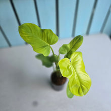 Load image into Gallery viewer, #HB Philodendron Golden Violon