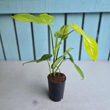 Load image into Gallery viewer, #HB Philodendron Golden Violon