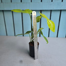 Load image into Gallery viewer, #HB Philodendron Golden Violon