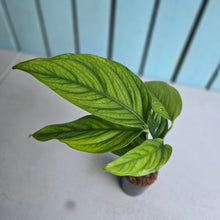 Load image into Gallery viewer, #G5 Monstera Filamentous