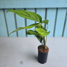 Load image into Gallery viewer, #G5 Monstera Filamentous