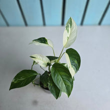 Load image into Gallery viewer, #B87 Albo Variegated Monstera Laniata
