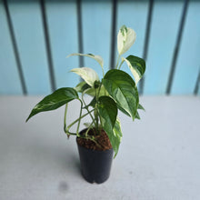 Load image into Gallery viewer, #B87 Albo Variegated Monstera Laniata