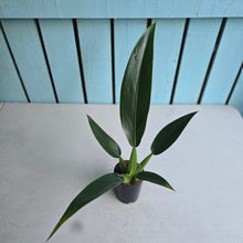 Load image into Gallery viewer, #H61 Philodendron Martianum 'Fat Boy'