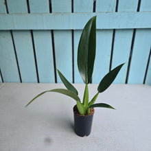 Load image into Gallery viewer, #H61 Philodendron Martianum 'Fat Boy'