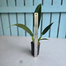 Load image into Gallery viewer, #H61 Philodendron Martianum 'Fat Boy'