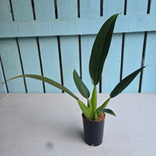 Load image into Gallery viewer, #H61 Philodendron Martianum 'Fat Boy'