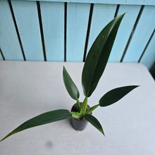 Load image into Gallery viewer, #H61 Philodendron Martianum 'Fat Boy'
