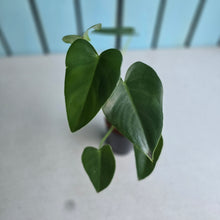 Load image into Gallery viewer, #H32 Philodendron Corcovadensis