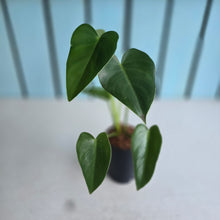 Load image into Gallery viewer, #H32 Philodendron Corcovadensis