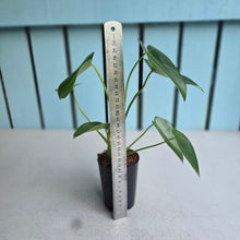 Load image into Gallery viewer, #H32 Philodendron Corcovadensis