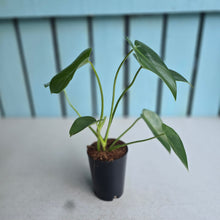 Load image into Gallery viewer, #H32 Philodendron Corcovadensis