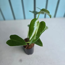 Load image into Gallery viewer, #H32 Philodendron Corcovadensis