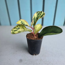 Load image into Gallery viewer, #B85 Peperomia Tropicolor