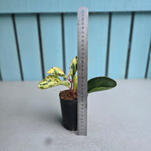 Load image into Gallery viewer, #B85 Peperomia Tropicolor