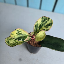 Load image into Gallery viewer, #B85 Peperomia Tropicolor