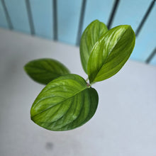 Load image into Gallery viewer, #G1 Monstera Klotzschiana