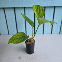 Load image into Gallery viewer, #G1 Monstera Klotzschiana