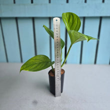 Load image into Gallery viewer, #G1 Monstera Klotzschiana
