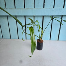 Load image into Gallery viewer, #M92 Philodendron Holtonianum