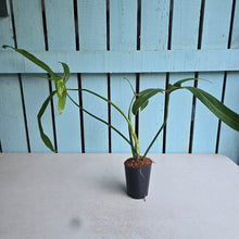 Load image into Gallery viewer, #M92 Philodendron Holtonianum