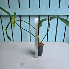 Load image into Gallery viewer, #M92 Philodendron Holtonianum