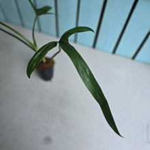 Load image into Gallery viewer, #M92 Philodendron Holtonianum