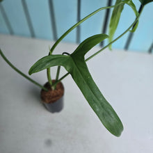 Load image into Gallery viewer, #M92 Philodendron Holtonianum