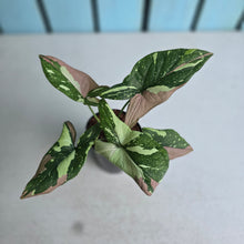 Load image into Gallery viewer, #6 Syngonium Redspot Tricolor