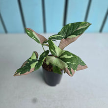 Load image into Gallery viewer, #6 Syngonium Redspot Tricolor