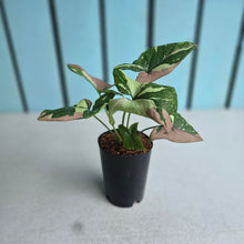 Load image into Gallery viewer, #6 Syngonium Redspot Tricolor