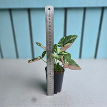Load image into Gallery viewer, #6 Syngonium Redspot Tricolor