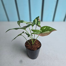 Load image into Gallery viewer, #6 Syngonium Redspot Tricolor