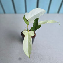 Load image into Gallery viewer, #H109 Philodendron Florida Ghost