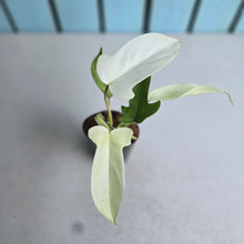 Load image into Gallery viewer, #H109 Philodendron Florida Ghost