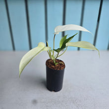 Load image into Gallery viewer, #H109 Philodendron Florida Ghost