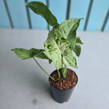 Load image into Gallery viewer, #G33 Syngonium Milk Confetti Tricolor
