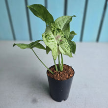 Load image into Gallery viewer, #G33 Syngonium Milk Confetti Tricolor