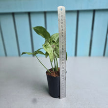 Load image into Gallery viewer, #G33 Syngonium Milk Confetti Tricolor